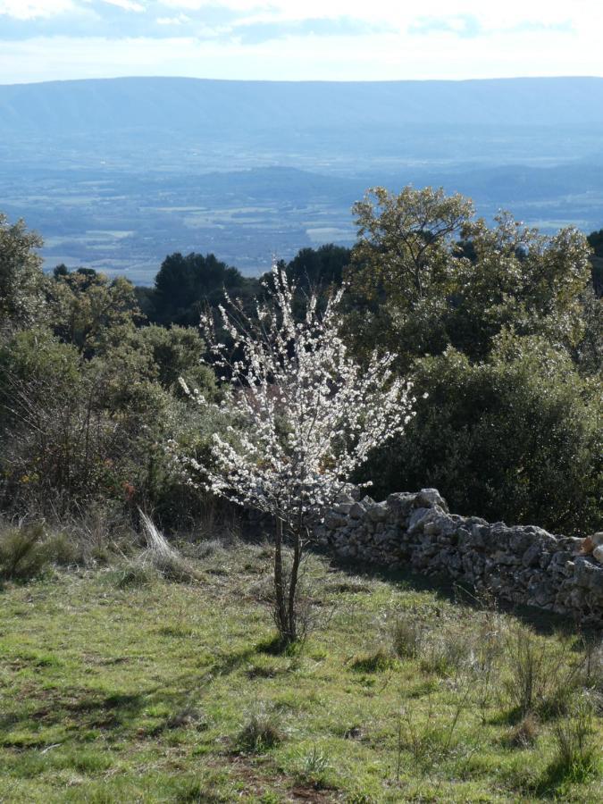 Le Jas Des Aiguiers Hotel Saint-Saturnin-d'Apt Eksteriør billede